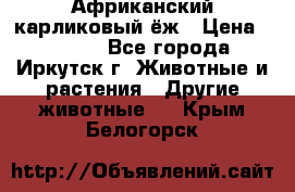 Африканский карликовый ёж › Цена ­ 6 000 - Все города, Иркутск г. Животные и растения » Другие животные   . Крым,Белогорск